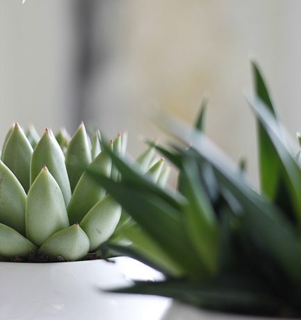 Kunstwerke der Natur